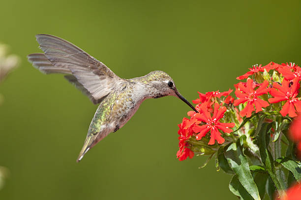 anna's hummingbird fressen malteserkreuz blumen. - bird hummingbird flying annas hummingbird stock-fotos und bilder