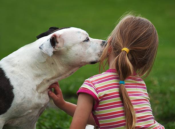 Little girl with pitbull