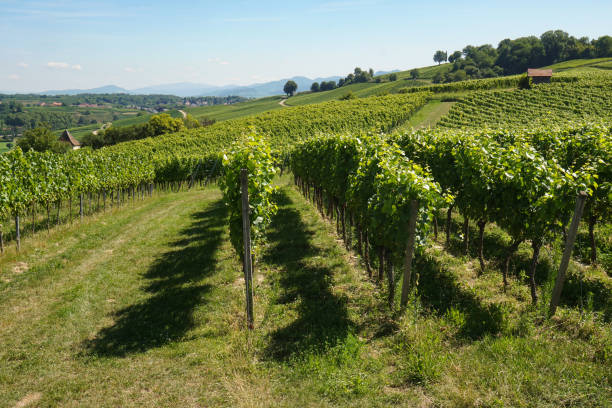 istock View over vineyard towards the Black Forest mountains. 1829237956