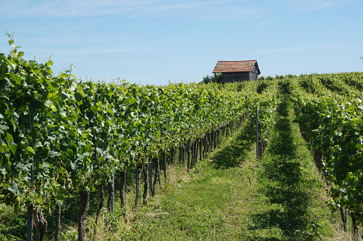 Rows of vine are grown in this south west german area. Small huts offer protection for agricultural workers.