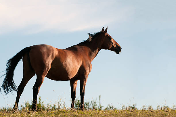 istock Horse in the evening sunshine 182924180
