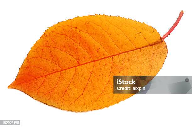 잎 접사를 0명에 대한 스톡 사진 및 기타 이미지 - 0명, 가을, 밝은 빛