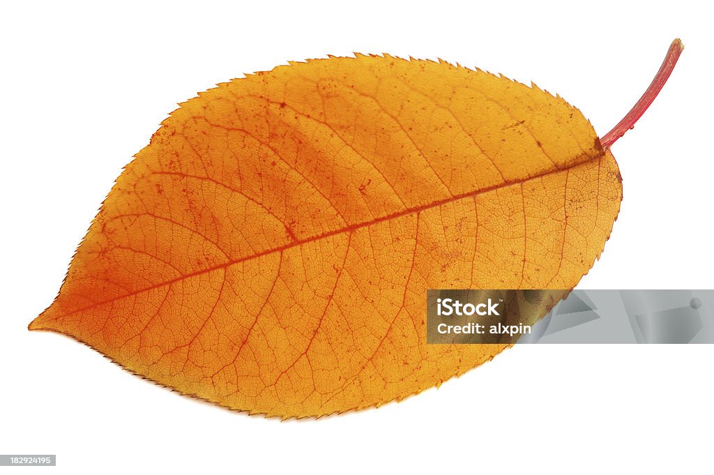 Leaf makro - Zbiór zdjęć royalty-free (Bez ludzi)