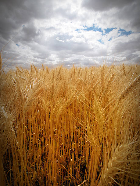 Wheat field stock photo