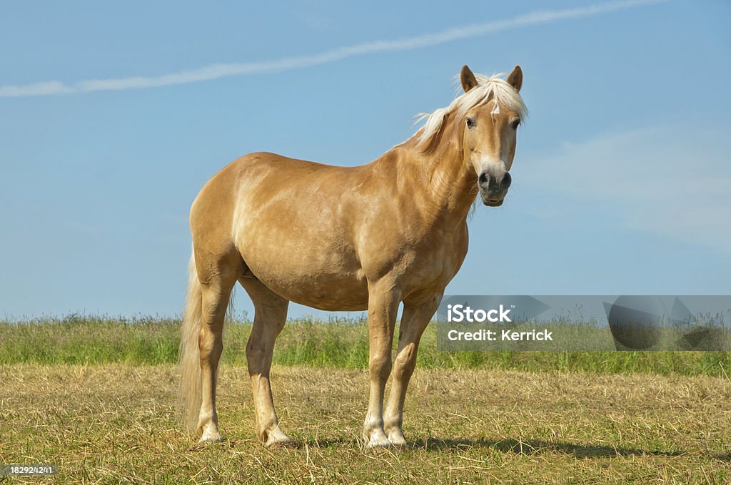 golden horse und blauer Himmel mit Textfreiraum - Lizenzfrei Palomino Stock-Foto