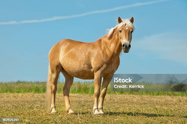 Golden Horse Und Blauer Himmel Mit Textfreiraum Stockfoto und mehr Bilder von Palomino - Palomino, Pferd, Abwarten