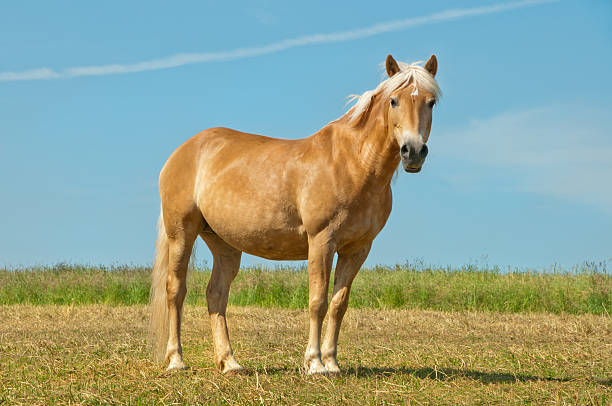 Haflinger horse in front of sky. copy space. more horses in my portfolio