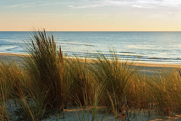 cote d'argent-dunes z trawami wieczorem, słońce - mimizan zdjęcia i obrazy z banku zdjęć