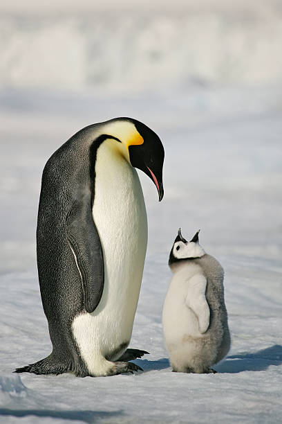 Adult and baby penguin in the snow Emperor penguin chick begging parent for food. Antarctica. young bird photos stock pictures, royalty-free photos & images