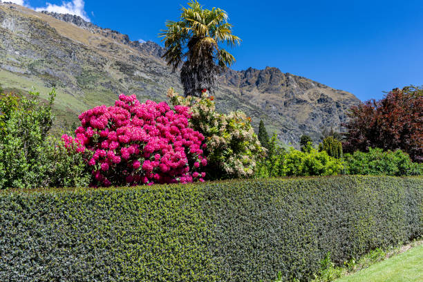 istock The Gardens at Walter Peak High Country Farm 1829243770