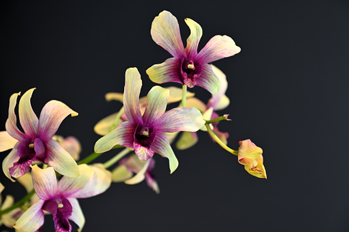 Beautiful Changi Orchid flowers isolated on dark background. It was named after Changi Airport in May 1997 to commemorate the opening of the Orchid Garden in Terminal 2.