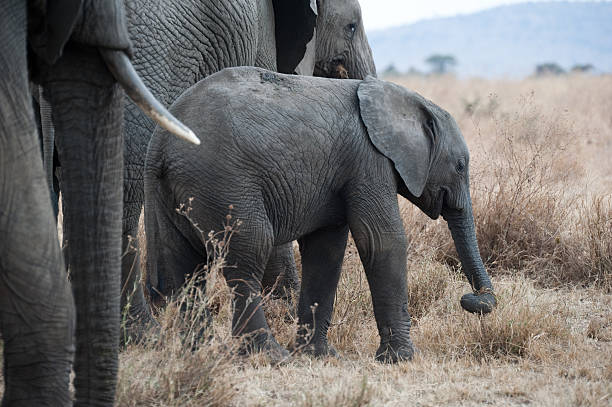 istock Baby elephant in the Serengeti 182924476