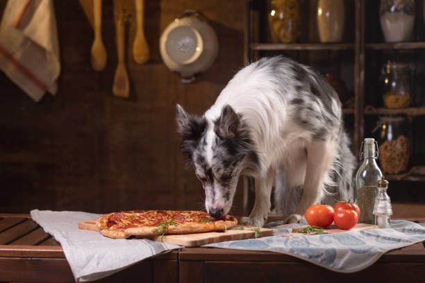 istock Dog at the table with pizza. Border Collie in the kitchen. 1829247011