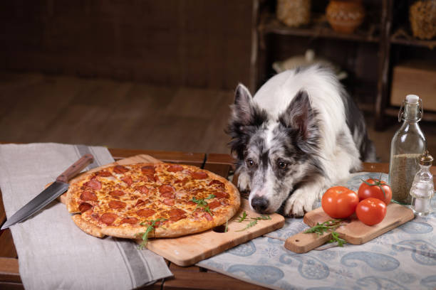 istock Dog at the table with pizza. Border Collie in the kitchen. 1829247015