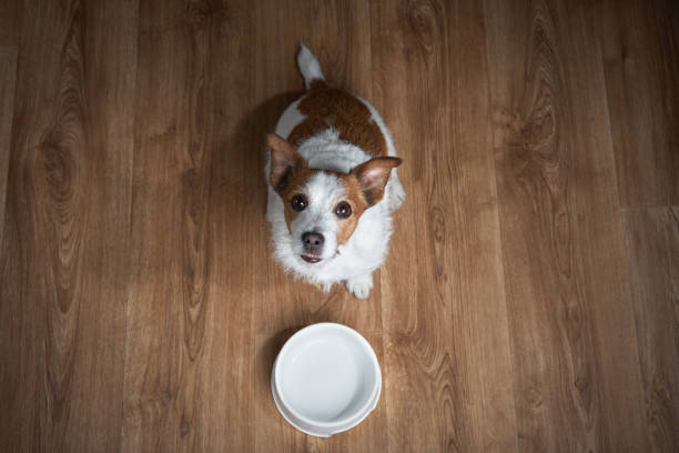 istock dog with an empty bowl. Feeding your pet. Jack russell terrier inside 1829247016