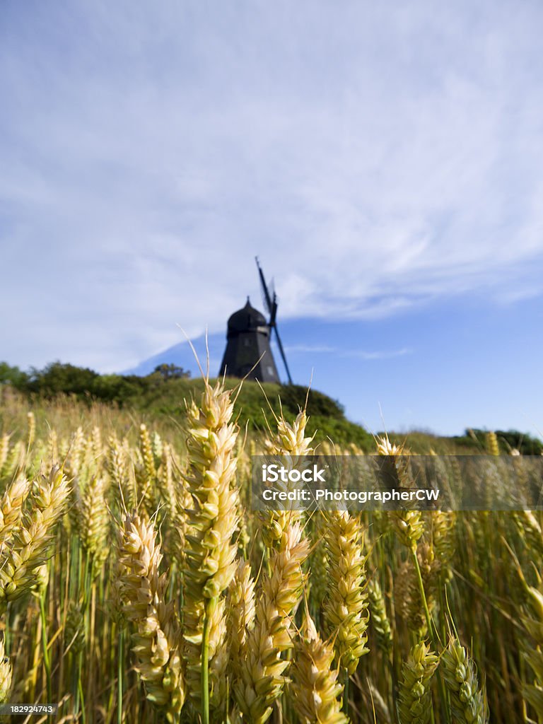 Molino de viento y trigo - Foto de stock de Agricultura libre de derechos