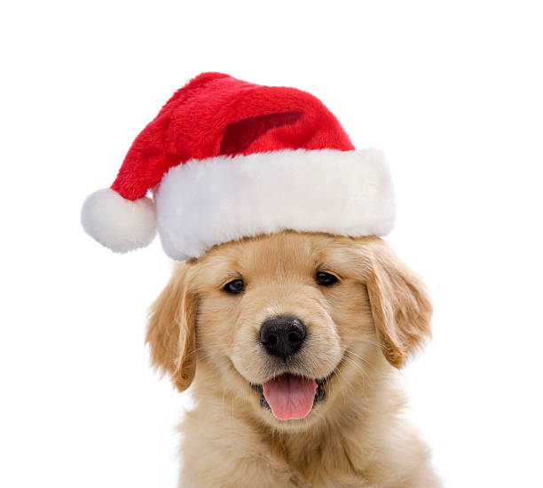 улыбается санта щенка золотой ретривер - santa dog стоковые фото и изображения