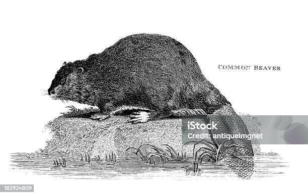 Ilustración de 19 Th Century Grabado De Un Beavercomún y más Vectores Libres de Derechos de Castor - Castor, Grabado - Técnica de ilustración, Animal