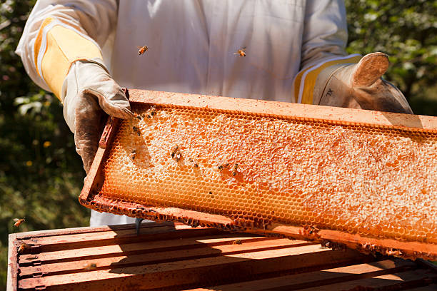 Beekeeper's hive stock photo