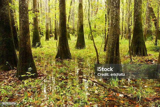 Palude Congaree - Fotografie stock e altre immagini di Parco Nazionale di Congaree - Parco Nazionale di Congaree, Carolina del Sud, Paesaggi