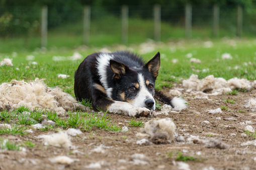 Resting sheepdog in a green field full of wool with it's ears perked up