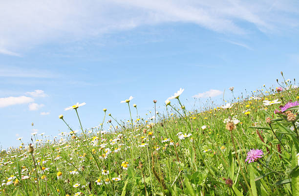 prado de verão com flores sob o céu azul - clear sky nobody blade of grass summer - fotografias e filmes do acervo