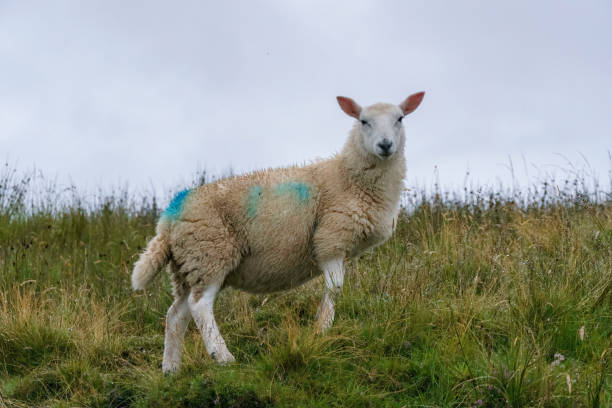 istock Sheep standing on a hill in wet grass. It has blue paint to mark the flock. 1829251714