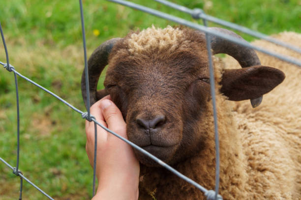 istock A sheep looks blissful as it leans into getting petted through a wire fence 1829252902