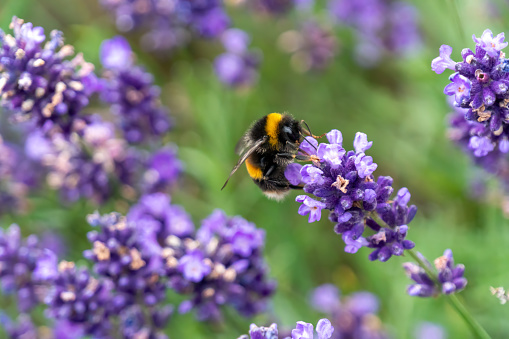 Bee enjoying some lavender flowers in the summertime, with blurred green and purple background