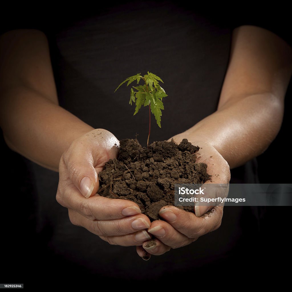 Érable jeune femme tenant des semis dans le sol - Photo de Aspiration libre de droits