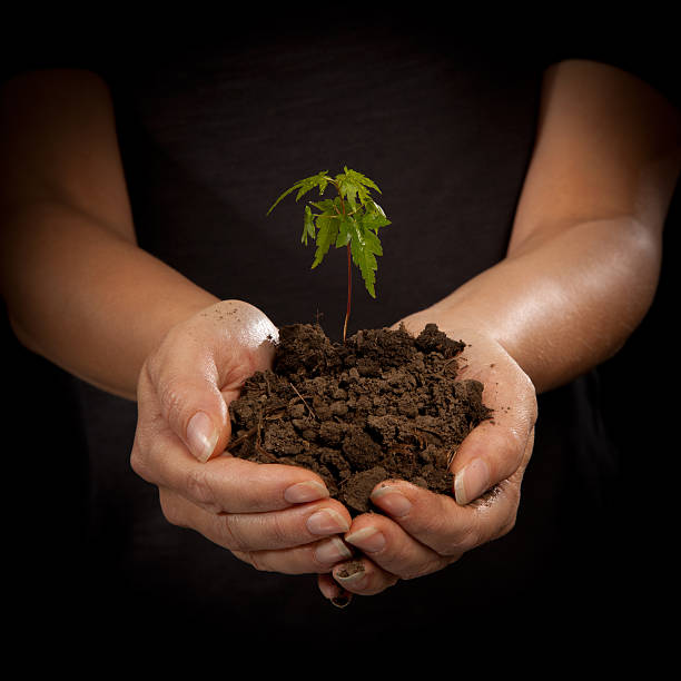 Woman Holding a Young Maple Seedling in Soil stock photo