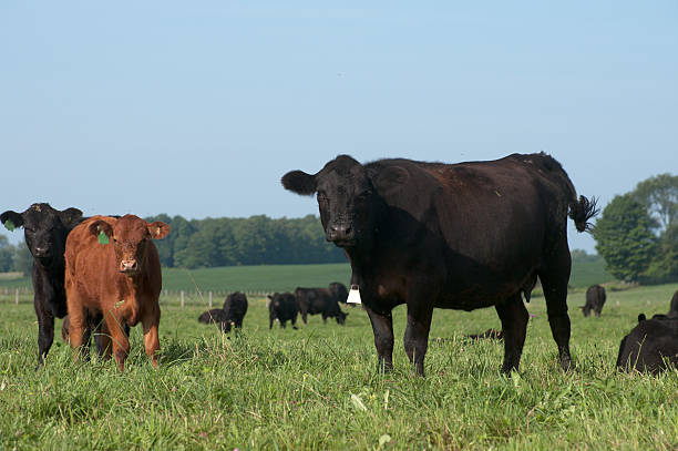 istock Angus Cow with Calves 182925407