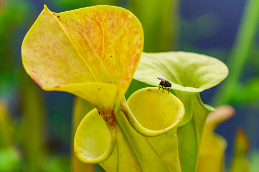 Fly perched precariously on the pitfall trap edge of a yellow and green pitcher plant