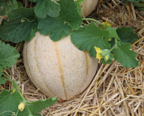 Organic Cantaloupe Growing on the VineClick on banners below for similar images: