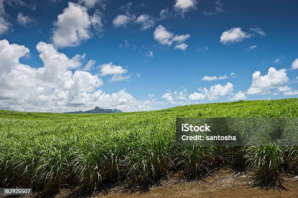 Sugarcane Campo - Fotografias de stock e mais imagens de Cana-de-açúcar - Cana-de-açúcar, Campo agrícola, Açúcar