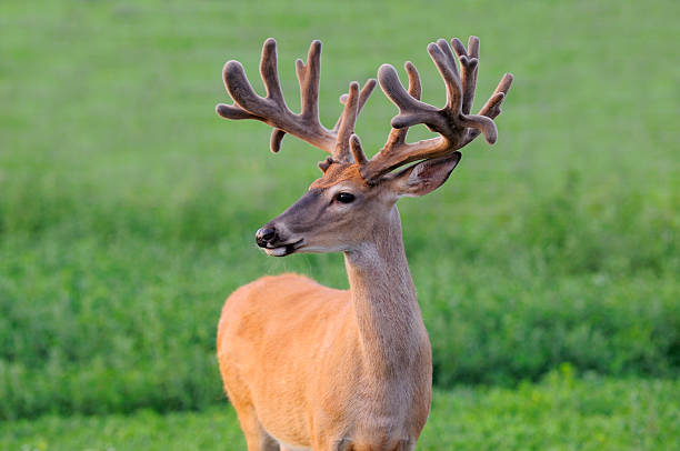 young male buck stag deer antlers  standing green foliage looking watch alert eating