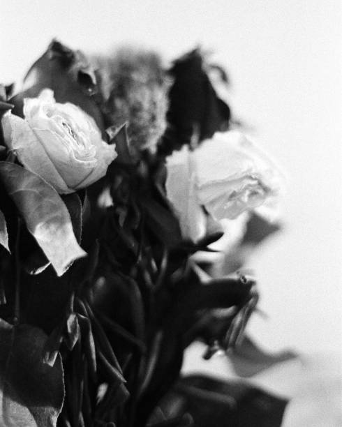 istock Close up of dying flowers 1829258467