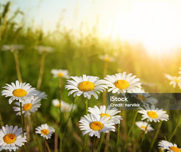 Prato Fiorito In Luce Tramonto - Fotografie stock e altre immagini di Margherita - Margherita, Prato rasato, Scena rurale