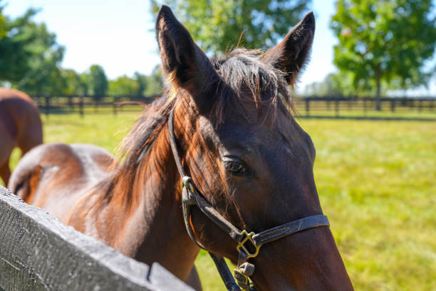 istock Thoroughbred pony standing next to fence 1829260551