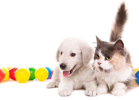 persian cat and golden retriever with color balls