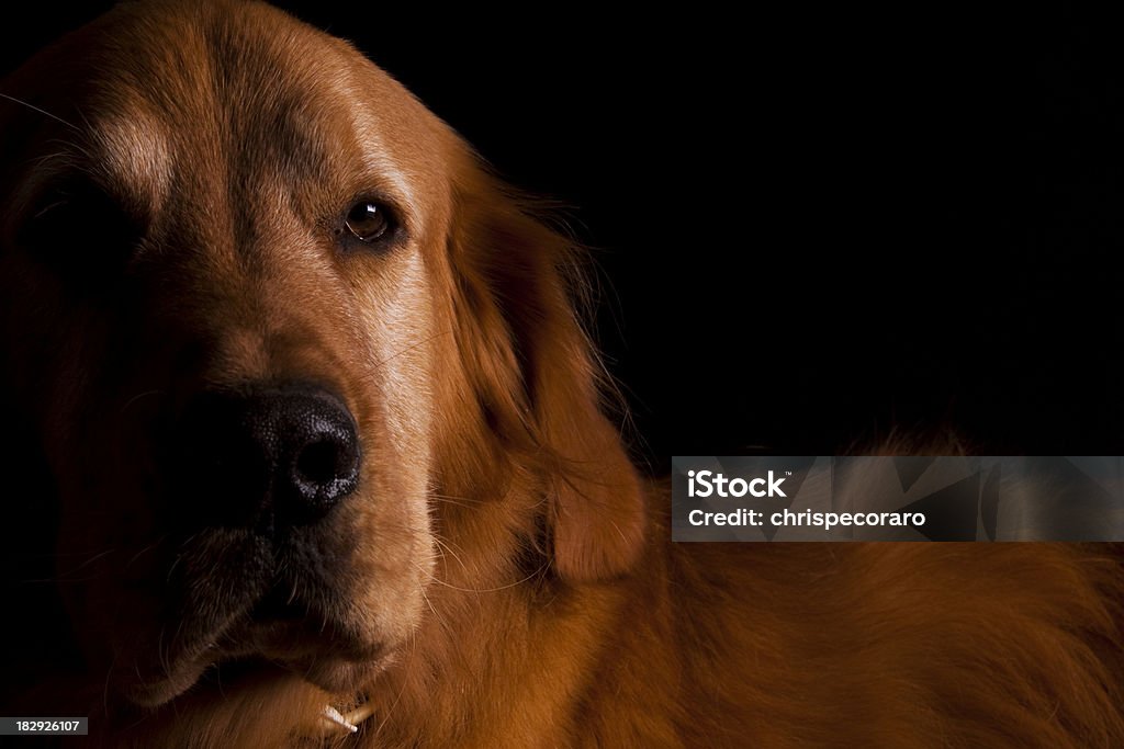 Labrador dorado - Foto de stock de Acostado libre de derechos