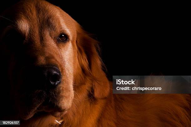 Labrador Dorado Foto de stock y más banco de imágenes de Acostado - Acostado, Alegre, Amistad