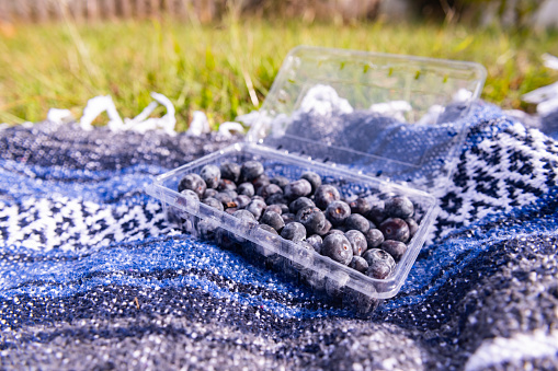 This is a photograph taken outdoors on a sunny day of a plastic container with blueberries on a Mexican blanket on the grass.