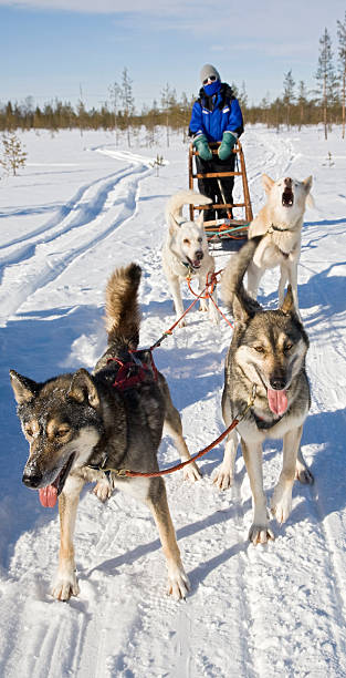 animais e seres humanos em trabalho de equipa - weather time travel locations nature imagens e fotografias de stock