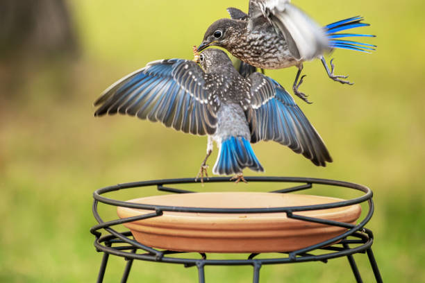 istock Young Eastern Bluebirds Eating Mealworms 1829264685
