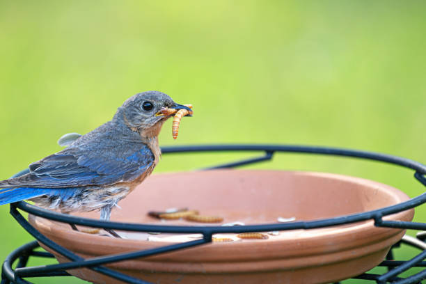 An Eastern Bluebird is eating mealworms from a bird feeder.