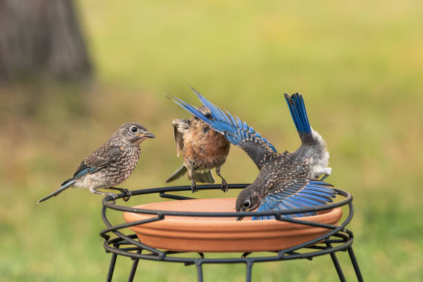 istock Young Eastern Bluebirds Eating Mealworms 1829264690