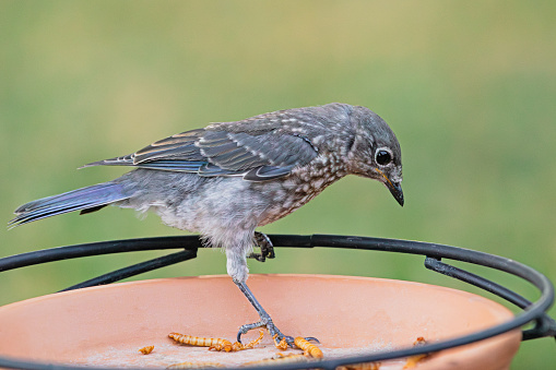 A young Eastern Bluebird is eating mealworms from a bird feeder.