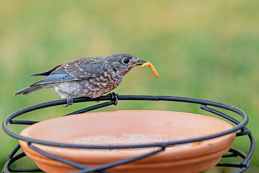A young Eastern Bluebird is eating mealworms from a bird feeder.