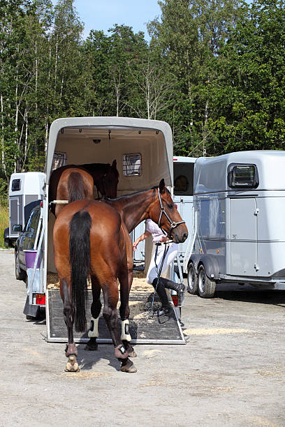 istock Horse transport, Norway 182926718